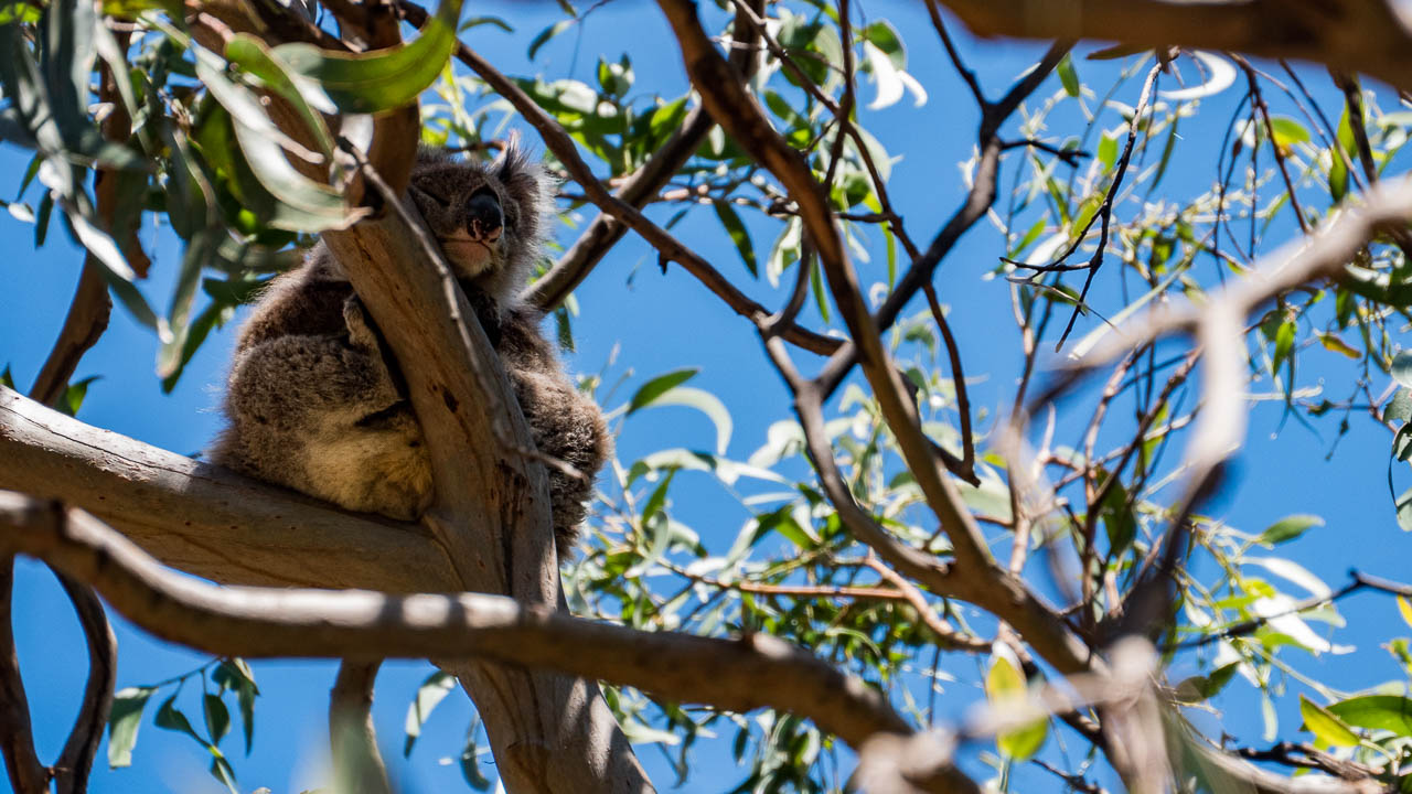 Animal - koala 2